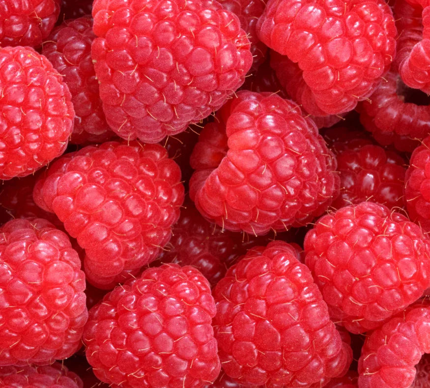 "Best Iced Tea" Award 2025 by Good Housekeeping