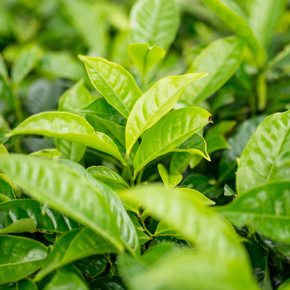 Original Green Tea